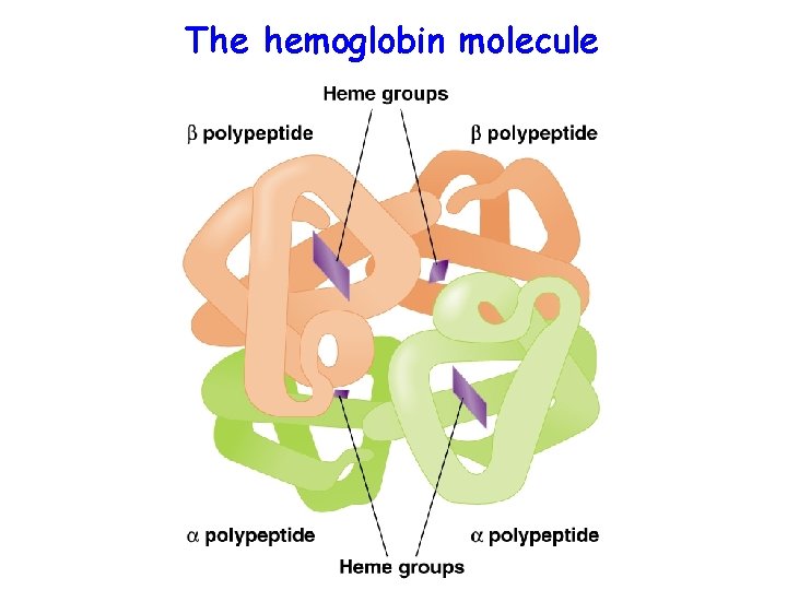 The hemoglobin molecule 