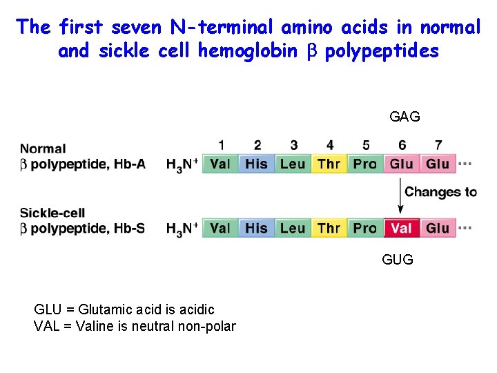 The first seven N-terminal amino acids in normal and sickle cell hemoglobin polypeptides GAG