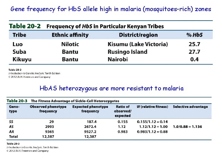 Gene frequency for Hb. S allele high in malaria (mosquitoes-rich) zones Hb. AS heterozygous