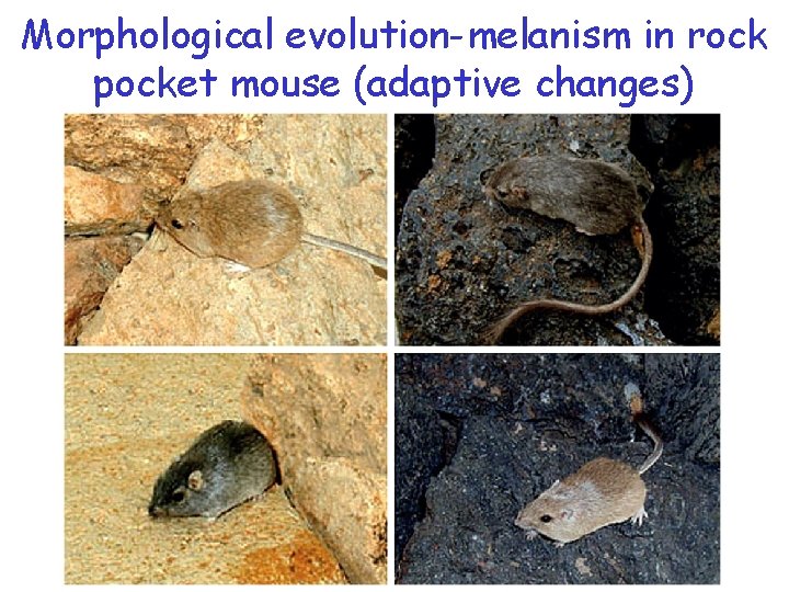Morphological evolution-melanism in rock pocket mouse (adaptive changes) 