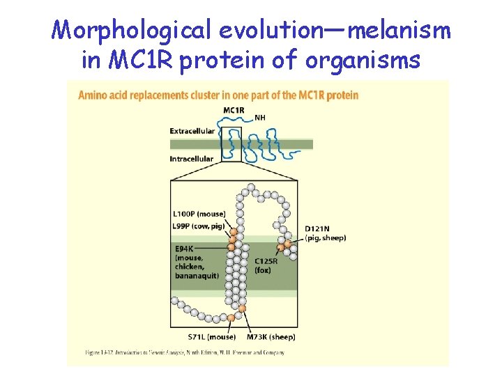 Morphological evolution—melanism in MC 1 R protein of organisms 