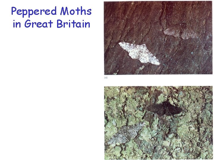 Peppered Moths in Great Britain 