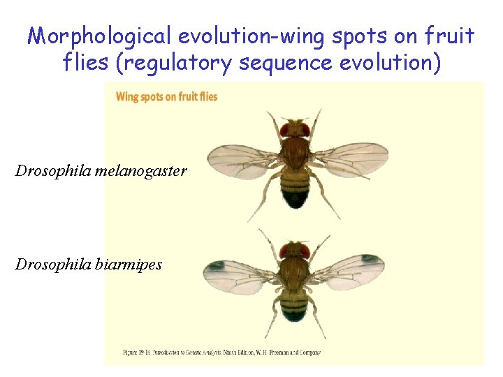 Morphological evolution-wing spots on fruit flies (regulatory sequence evolution) Drosophila melanogaster Drosophila biarmipes 