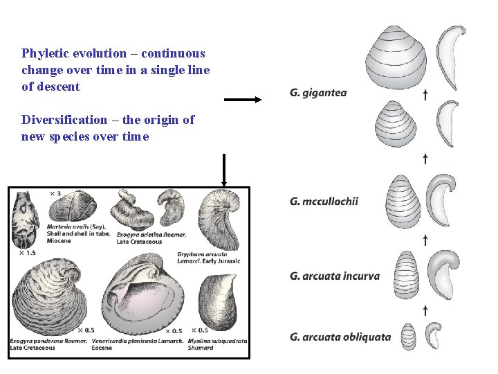 Phyletic evolution – continuous change over time in a single line of descent Diversification