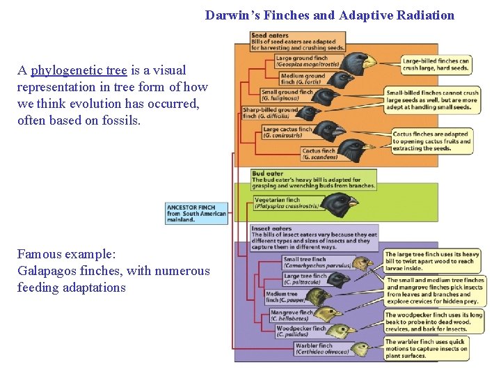 Darwin’s Finches and Adaptive Radiation A phylogenetic tree is a visual representation in tree