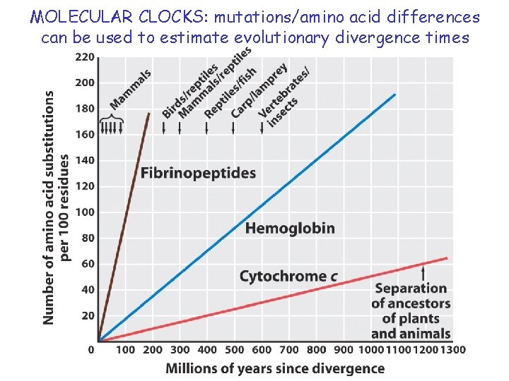 MOLECULAR CLOCKS: mutations/amino acid differences can be used to estimate evolutionary divergence times 