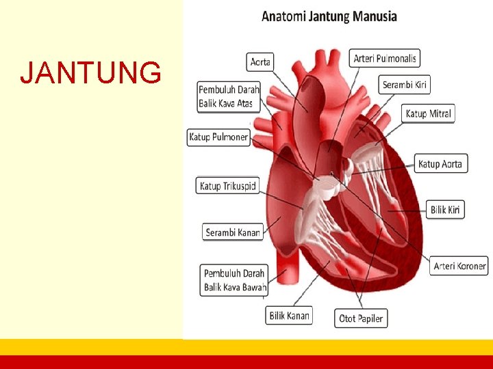 JANTUNG company name 
