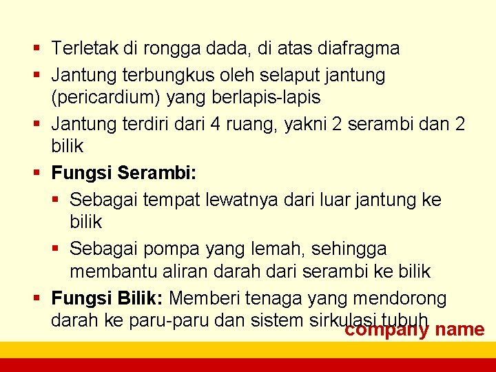 § Terletak di rongga dada, di atas diafragma § Jantung terbungkus oleh selaput jantung