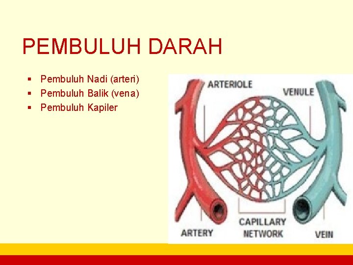 PEMBULUH DARAH § Pembuluh Nadi (arteri) § Pembuluh Balik (vena) § Pembuluh Kapiler company