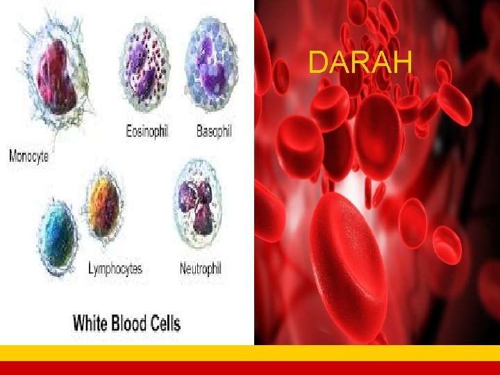 DARAH company name 