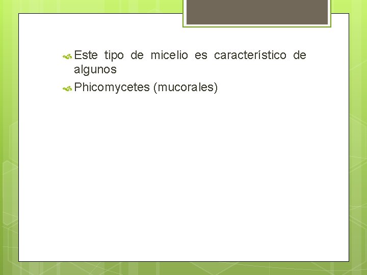 Este tipo de micelio es característico de algunos Phicomycetes (mucorales) Este tipo de micelio es característico de algunos Phicomycetes (mucorales)