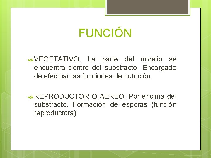 FUNCIÓN VEGETATIVO. La parte del micelio se encuentra dentro del substracto. Encargado de efectuar FUNCIÓN VEGETATIVO. La parte del micelio se encuentra dentro del substracto. Encargado de efectuar