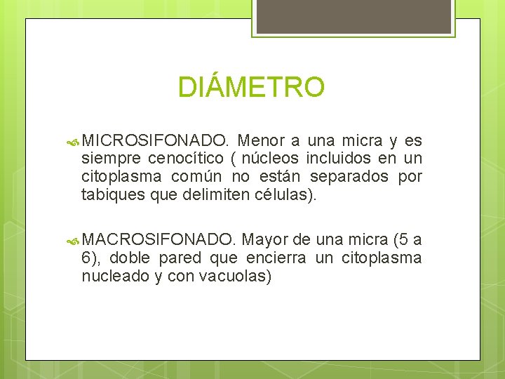 DIÁMETRO MICROSIFONADO. Menor a una micra y es siempre cenocítico ( núcleos incluidos en DIÁMETRO MICROSIFONADO. Menor a una micra y es siempre cenocítico ( núcleos incluidos en