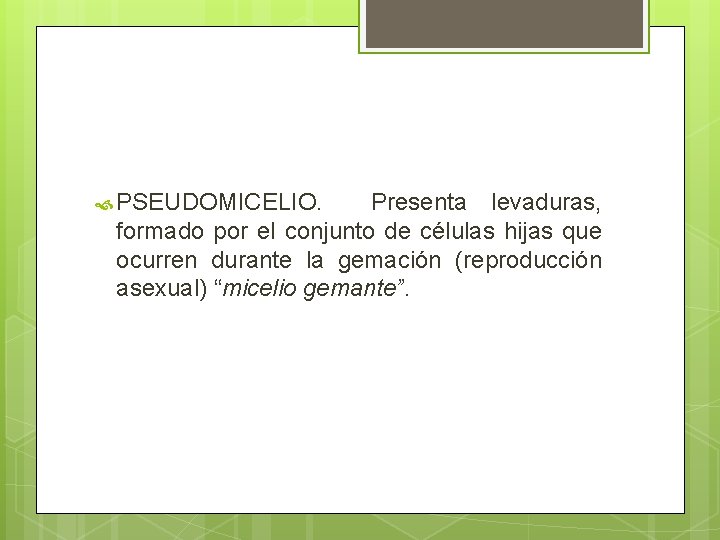 PSEUDOMICELIO. Presenta levaduras, formado por el conjunto de células hijas que ocurren durante PSEUDOMICELIO. Presenta levaduras, formado por el conjunto de células hijas que ocurren durante