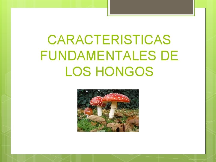 CARACTERISTICAS FUNDAMENTALES DE LOS HONGOS CARACTERISTICAS FUNDAMENTALES DE LOS HONGOS