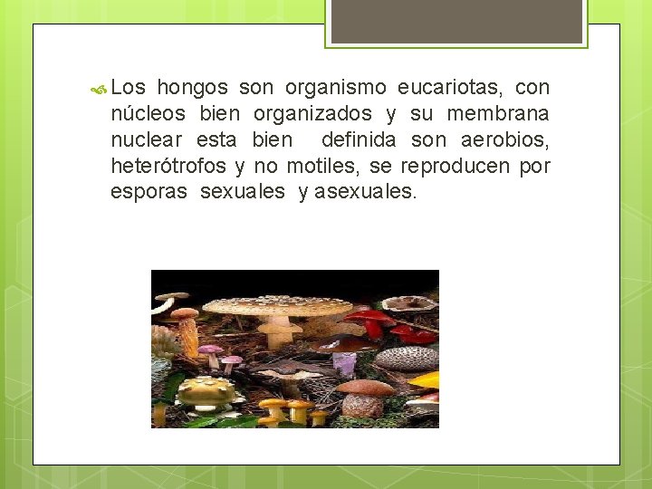 Los hongos son organismo eucariotas, con núcleos bien organizados y su membrana nuclear Los hongos son organismo eucariotas, con núcleos bien organizados y su membrana nuclear