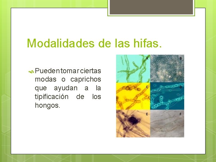 Modalidades de las hifas. Pueden tomar ciertas modas o caprichos que ayudan a la Modalidades de las hifas. Pueden tomar ciertas modas o caprichos que ayudan a la