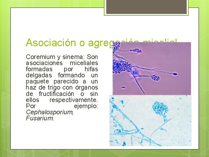 Asociación o agregación micelial. Coremium y sinema: Son asociaciones miceliales formadas por hifas delgadas Asociación o agregación micelial. Coremium y sinema: Son asociaciones miceliales formadas por hifas delgadas