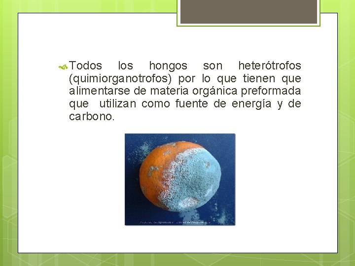 Todos los hongos son heterótrofos (quimiorganotrofos) por lo que tienen que alimentarse de Todos los hongos son heterótrofos (quimiorganotrofos) por lo que tienen que alimentarse de