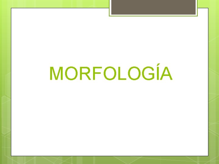 MORFOLOGÍA MORFOLOGÍA