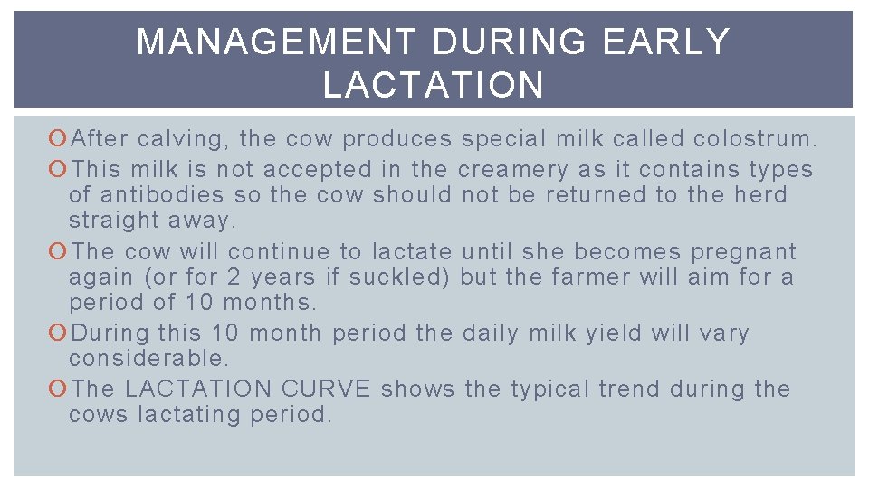 MANAGEMENT DURING EARLY LACTATION After calving, the cow produces special milk called colostrum. This