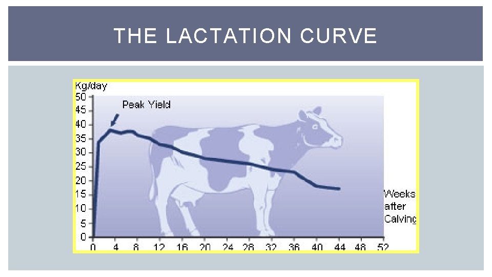 THE LACTATION CURVE 