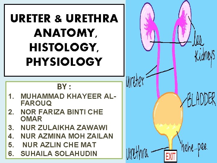 URETER & URETHRA ANATOMY, HISTOLOGY, PHYSIOLOGY BY : 1. MUHAMMAD KHAYEER ALFAROUQ 2. NOR