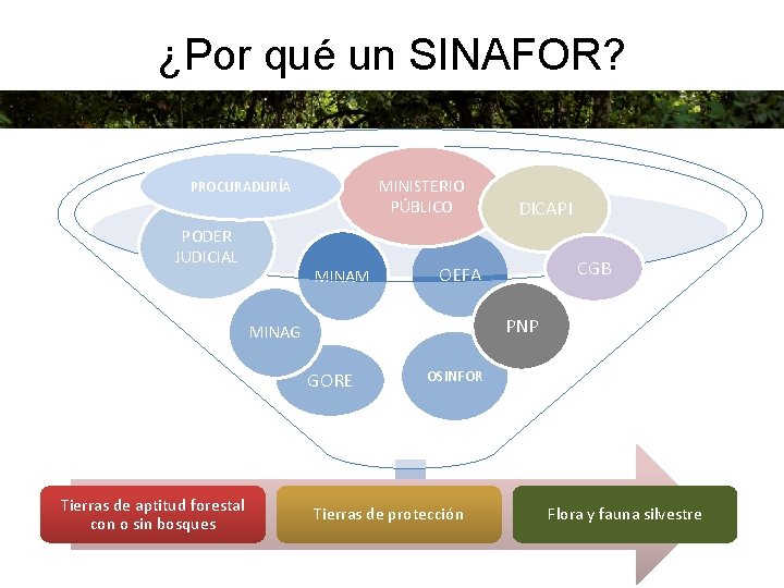 ¿Por qué un SINAFOR? MINISTERIO PÚBLICO PROCURADURÍA PODER JUDICIAL MINAM DICAPI CGB OEFA PNP