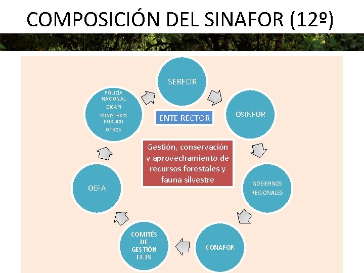 COMPOSICIÓN DEL SINAFOR (12º) SERFOR POLICÍA NACIONAL DICAPI MINISTERIO PÚBLICO ENTE RECTOR OSINFOR OTROS