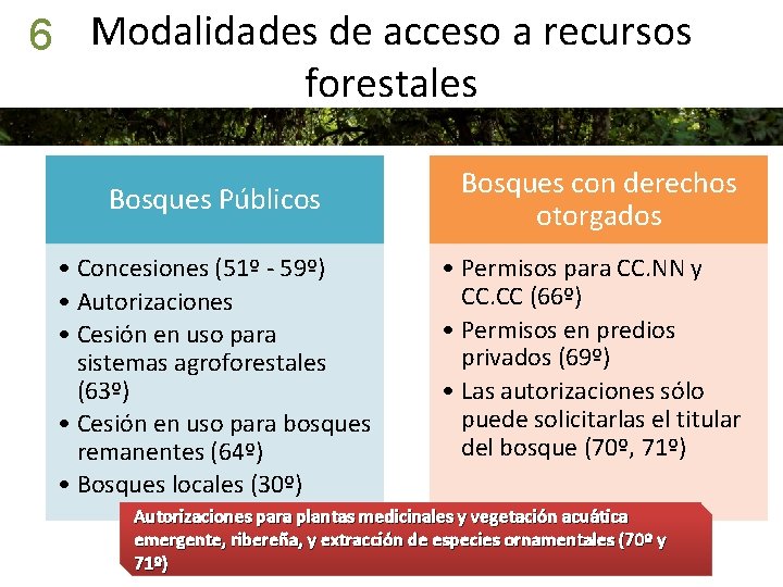 6 Modalidades de acceso a recursos forestales Bosques Públicos • Concesiones (51º - 59º)