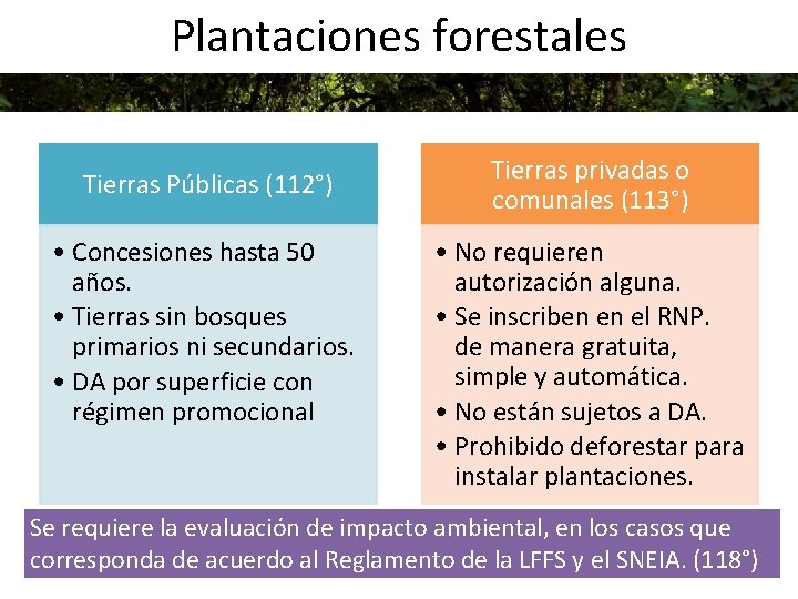 Plantaciones forestales Tierras Públicas (112°) • Concesiones hasta 50 años. • Tierras sin bosques