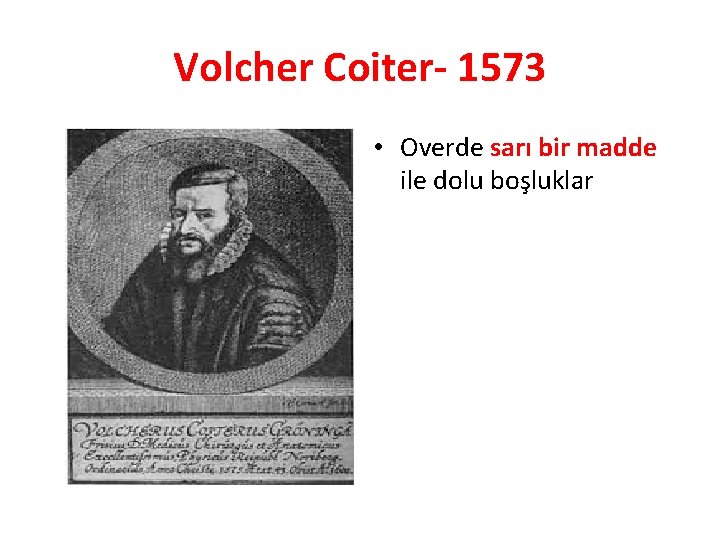 Volcher Coiter- 1573 • Overde sarı bir madde ile dolu boşluklar 