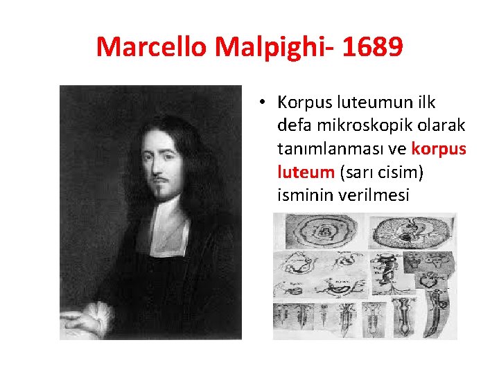 Marcello Malpighi- 1689 • Korpus luteumun ilk defa mikroskopik olarak tanımlanması ve korpus luteum