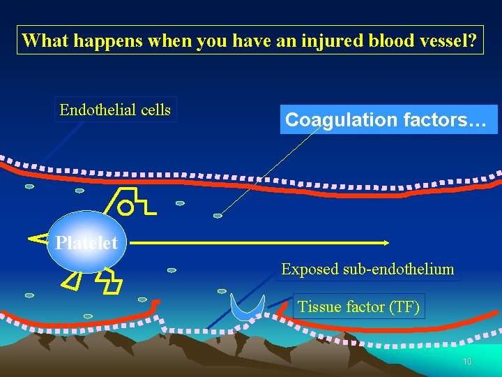 What happens when you have an injured blood vessel? Endothelial cells Coagulation factors… Platelet