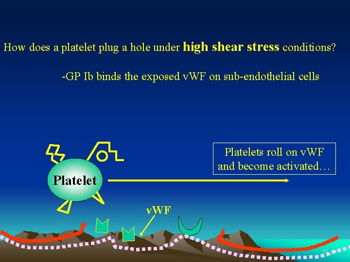 How does a platelet plug a hole under high shear stress conditions? -GP Ib