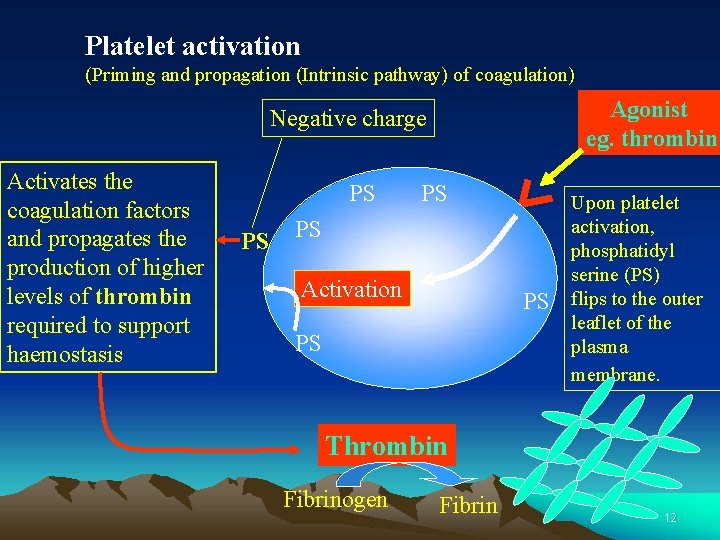 Platelet activation (Priming and propagation (Intrinsic pathway) of coagulation) Agonist eg. thrombin Negative charge