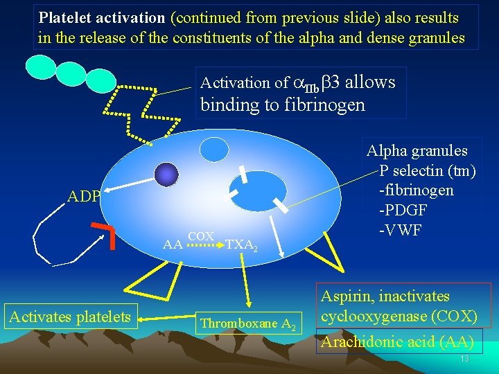 Platelet activation (continued from previous slide) also results in the release of the constituents