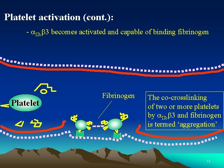 Platelet activation (cont. ): - a. IIbb 3 becomes activated and capable of binding Platelet activation (cont. ): - a. IIbb 3 becomes activated and capable of binding