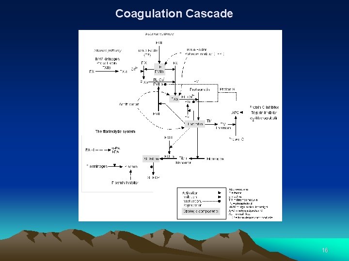 Coagulation Cascade 16 