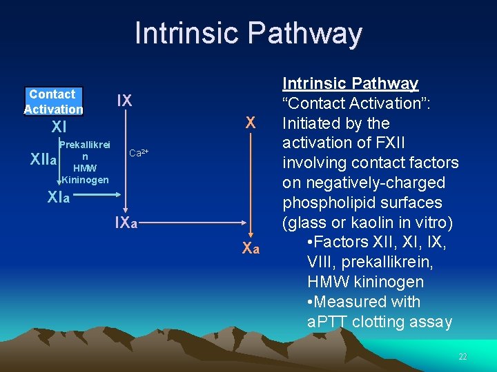 Intrinsic Pathway Contact Activation IX X XI Prekallikrei n a HMW Kininogen XII Ca Intrinsic Pathway Contact Activation IX X XI Prekallikrei n a HMW Kininogen XII Ca
