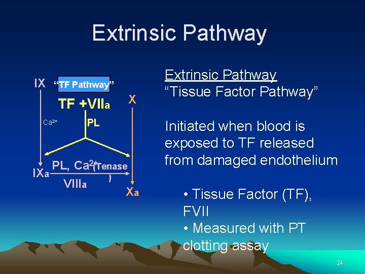 Extrinsic Pathway IX “TF Pathway” TF +VIIa Ca 2+ X PL PL, Ca 2+(Tenase