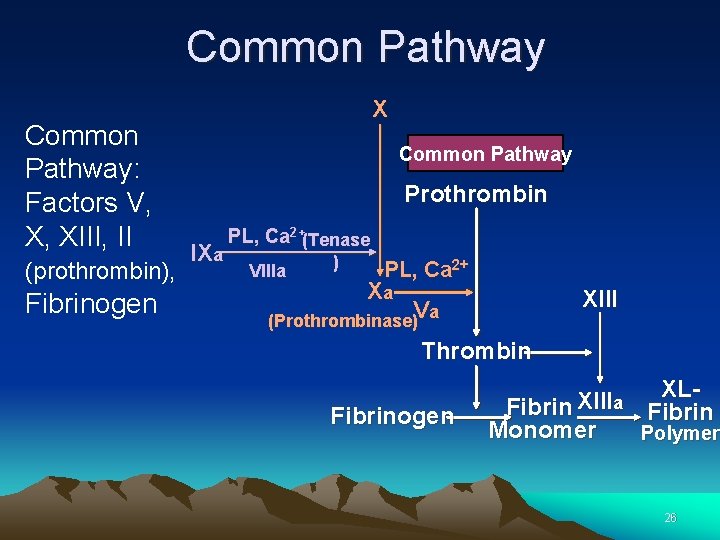 Common Pathway: Factors V, X, XIII, II (prothrombin), Fibrinogen X Common Pathway Prothrombin IXa