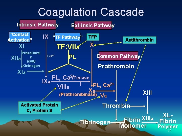 Coagulation Cascade Intrinsic Pathway “Contact Activation” IX “TF Pathway” XI Prekallikrei n a HMW