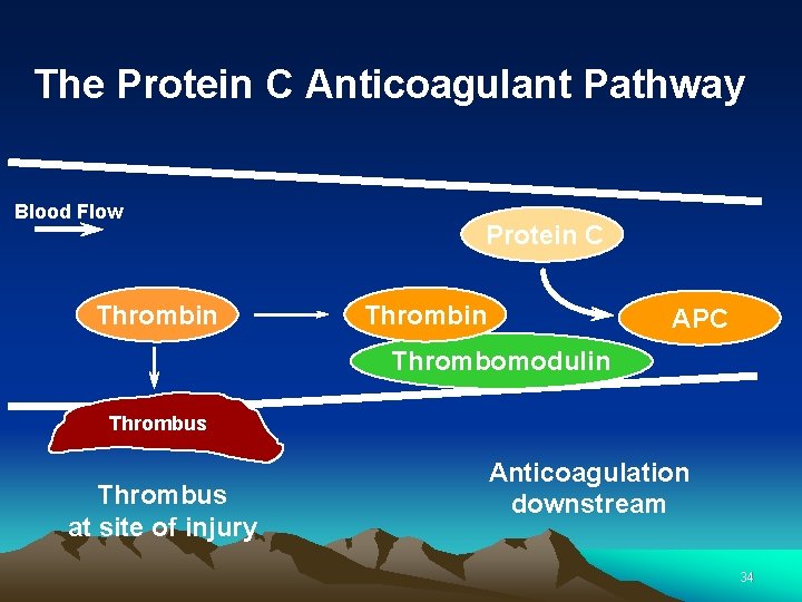 The Protein C Anticoagulant Pathway Blood Flow Thrombin Protein C Thrombin APC Thrombomodulin Thrombus