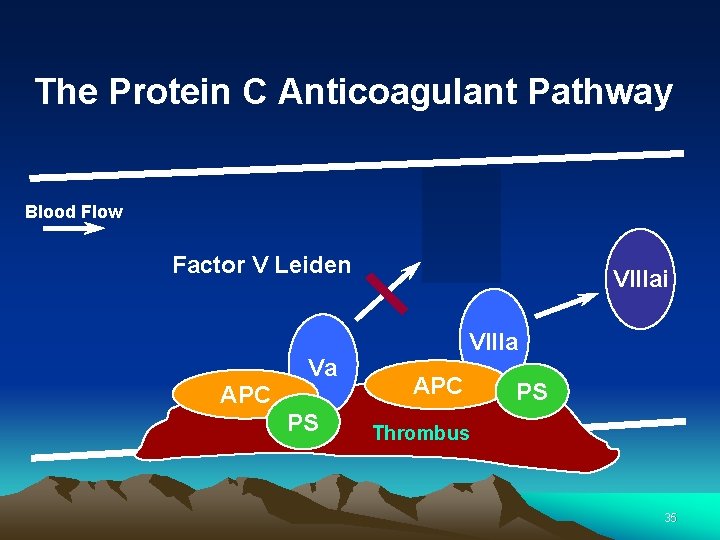 The Protein C Anticoagulant Pathway Blood Flow Vai Factor V Leiden Va APC PS The Protein C Anticoagulant Pathway Blood Flow Vai Factor V Leiden Va APC PS