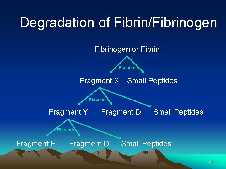 Degradation of Fibrin/Fibrinogen or Fibrin Plasmin Fragment X Small Peptides Plasmin Fragment Y Fragment Degradation of Fibrin/Fibrinogen or Fibrin Plasmin Fragment X Small Peptides Plasmin Fragment Y Fragment