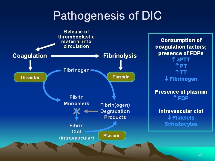 Pathogenesis of DIC Release of thromboplastic material into circulation Coagulation Fibrinolysis Fibrinogen Plasmin Thrombin