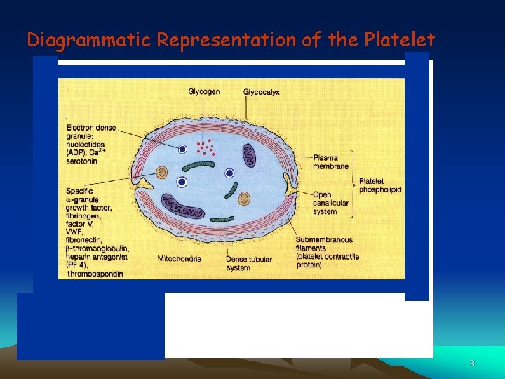Diagrammatic Representation of the Platelet 8 Diagrammatic Representation of the Platelet 8