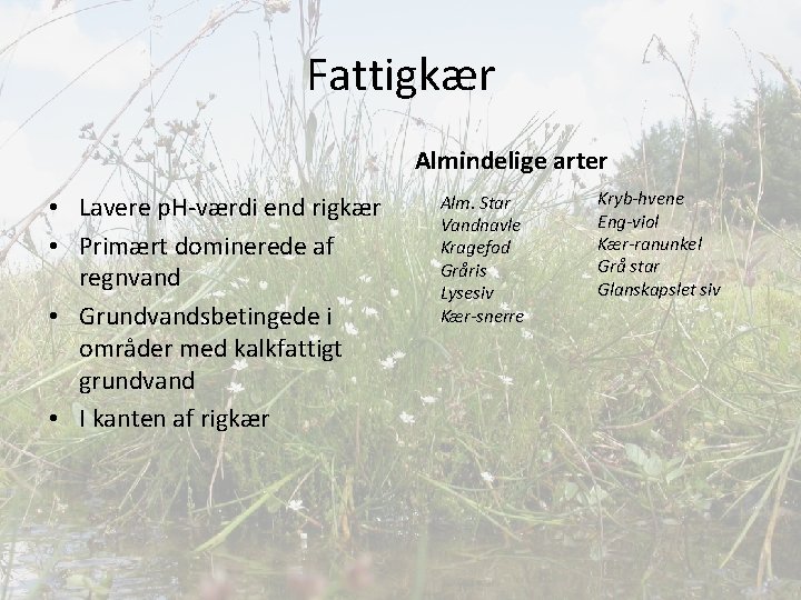 Fattigkær Almindelige arter • Lavere p. H-værdi end rigkær • Primært dominerede af regnvand