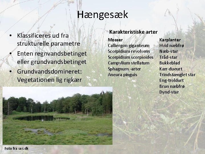 Hængesæk • Klassificeres ud fra strukturelle parametre • Enten regnvandsbetinget eller grundvandsbetinget • Grundvandsdomineret: